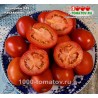 Томат КЕЧКЕМЕТИ 549 Kecskeméti  549 