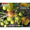 Томат КЕЧКЕМЕТИ 549 Kecskeméti  549 