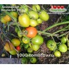 Томат КЕЧКЕМЕТИ 549 Kecskeméti  549 