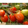 Томат КЕЧКЕМЕТИ 549 Kecskeméti  549 