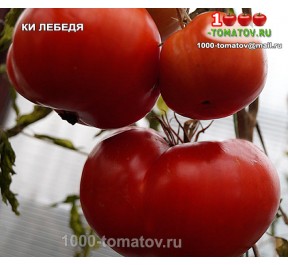Томат КИ ЛЕБЕДЯ 