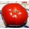 Томат КИ ЛЕБЕДЯ 