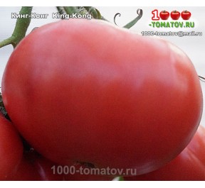 Томат КИНГ-КОНГ