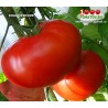 Томат КИШИНЁВСКИЕ
