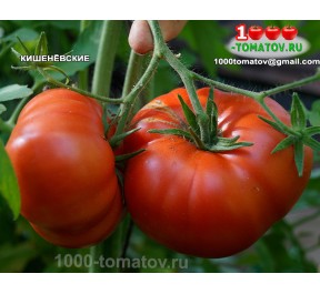 Томат КИШИНЁВСКИЕ