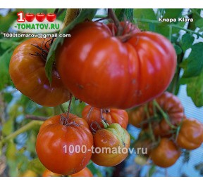 Томат КЛАРА Klara