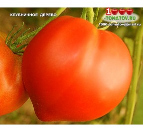 Томат КЛУБНИЧНОЕ ДЕРЕВО  