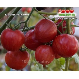 Томат КЛУБНИЧНЫЙ ТИГР 