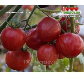Томат КЛУБНИЧНЫЙ ТИГР 