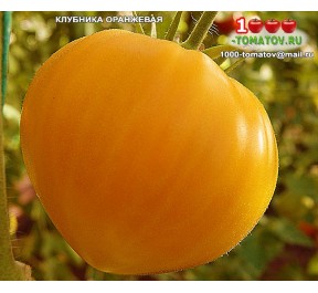 Томат КЛУБНИКА ОРАНЖЕВАЯ
