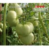 Томат КЛУБНИКА ОРАНЖЕВАЯ
