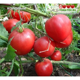 Томат КОЛОВЫЙ