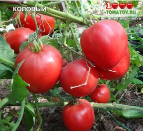 Томат КОЛОВЫЙ