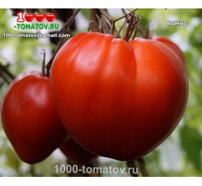 Томат КОНУС