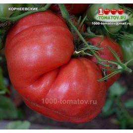Томат КОРНЕЕВСКИЕ
