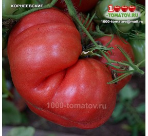 Томат КОРНЕЕВСКИЕ