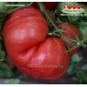 Томат КОРНЕЕВСКИЕ Томат КОРНЕЕВСКИЕ