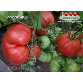 Томат КОРНЕЕВСКИЕ Томат КОРНЕЕВСКИЕ