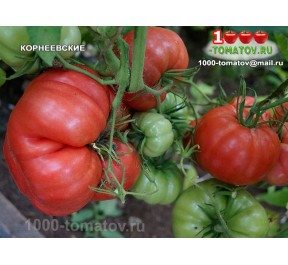 Томат КОРНЕЕВСКИЕ Томат КОРНЕЕВСКИЕ