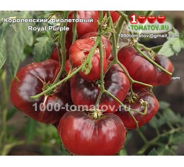Томат КОРОЛЕВСКИЙ ФИОЛЕТОВЫЙ