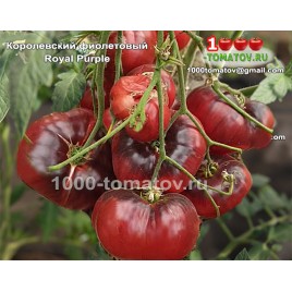 Томат КОРОЛЕВСКИЙ ФИОЛЕТОВЫЙ