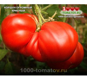 Томат КОРШУН ОГРОМНЫЙ КРАСНЫЙ