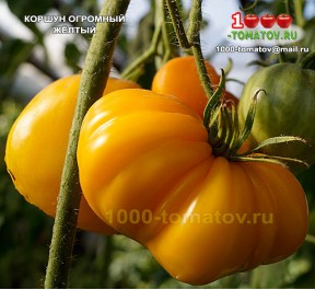 Томат КОРШУН ОГРОМНЫЙ ЖЁЛТЫЙ