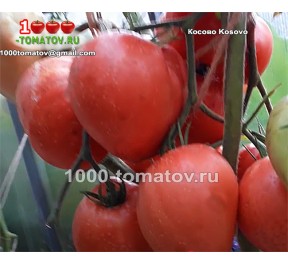 Томат КОСОВО