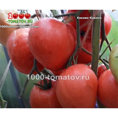 Томат КОСОВО