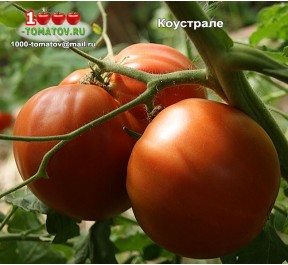 Томат КОУСТРАЛЕ