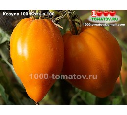 Томат КОЗУЛА 100