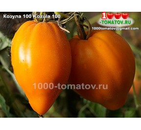Томат КОЗУЛА 100