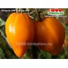 Томат КОЗУЛА 100