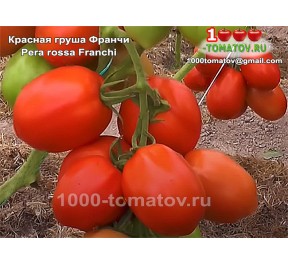 Томат КРАСНАЯ ГРУША ФРАНЧИ