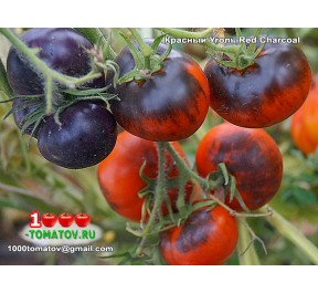 Томат КРАСНЫЙ УГОЛЬ  Red Charcoal