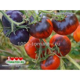 Томат КРАСНЫЙ УГОЛЬ  Red Charcoal