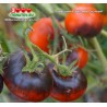 Томат КРАСНЫЙ УГОЛЬ  Red Charcoal