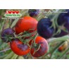 Томат КРАСНЫЙ УГОЛЬ  Red Charcoal