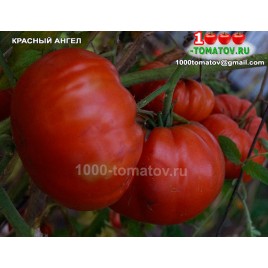 Томат КРАСНЫЙ АНГЕЛ