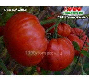 Томат КРАСНЫЙ АНГЕЛ