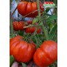 Томат КРАСНЫЙ АНГЕЛ