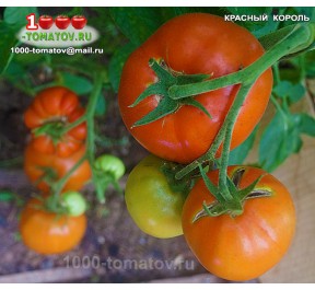 Томат КРАСНЫЙ КОРОЛЬ RED KING