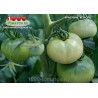 Томат КРАСНЫЙ КОРОЛЬ RED KING