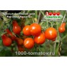 Томат ГНОМ КРАСНЫЙ РУМЫНСКИЙ 