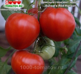 Томат КРАСНЫЙ ГОРИЗОНТ ЗАКАТА