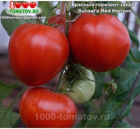 Томат КРАСНЫЙ ГОРИЗОНТ ЗАКАТА