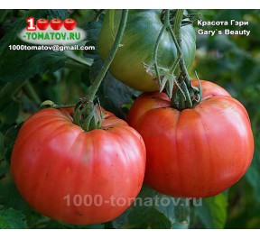 Томат КРАСОТА ГЭРИ