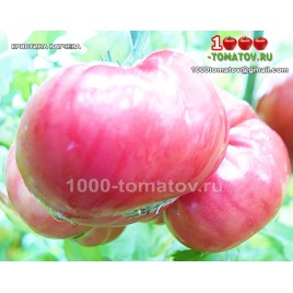 Томат КРИСТИНА ВАТЧЕВА