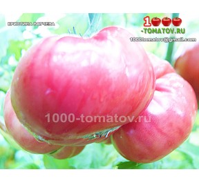 Томат КРИСТИНА ВАТЧЕВА Томат КРИСТИНА ВАТЧЕВА