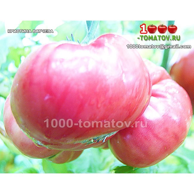 Томат КРИСТИНА ВАТЧЕВА Томат КРИСТИНА ВАТЧЕВА